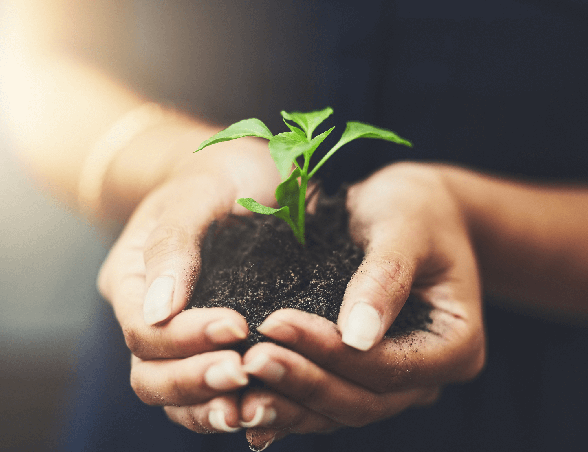 Supporting hands growing plant. Growth. Business. Retail Leasing.